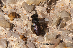 Goniocolletes