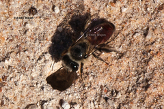 Goniocolletes
