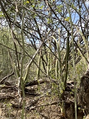 Sansevieria cylindrica