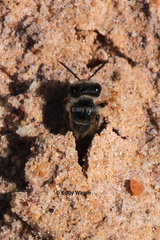 Goniocolletes