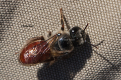 Goniocolletes
