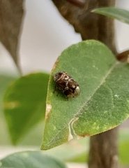 Clastoptera achatina