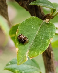 Clastoptera achatina