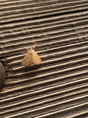 Xanthophysa psychicalis