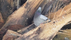 Columba livia domestica