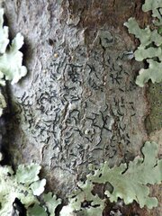 Graphis cincta