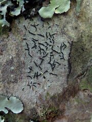 Graphis cincta