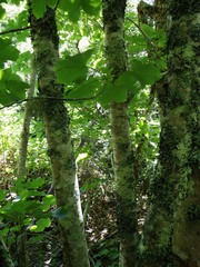 Graphis cincta