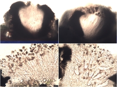 Graphis cincta