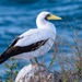 Masked Booby - Photo (c) abelardomendesjr, some rights reserved (CC BY-NC), uploaded by abelardomendesjr