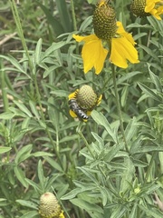 Megachile montivaga