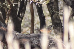 Achaetops pycnopygius