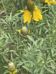 Megachile montivaga