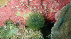 Tydemania expeditionis