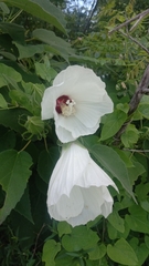 Hibiscus lasiocarpos