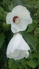 Hibiscus lasiocarpos