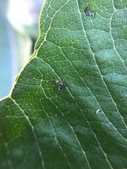 Rhagoletis pomonella