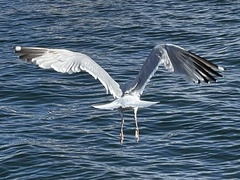 Larus argentatus