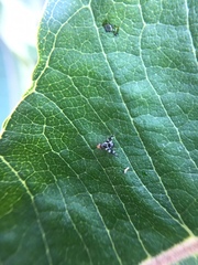 Rhagoletis pomonella