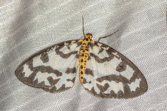 Abraxas intervacuata