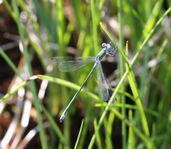 Lestes sponsa