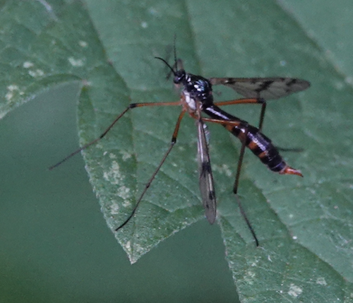 orange-marked cranefly, Amsterdam Nieuw-West, Amsterdam, Nederland, photo 9 of 10