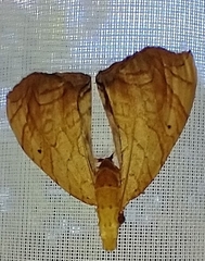 Eulithis molliculata