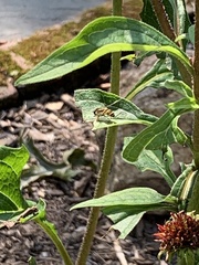 Syrphus rectus