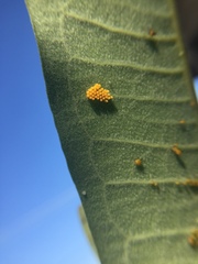 Coleomegilla maculata