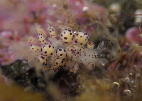 Crowned Seaslug
