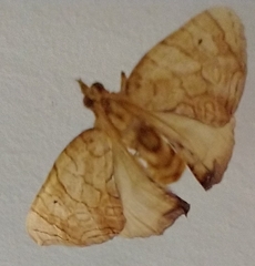Eulithis molliculata