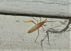 Stenodema trispinosum