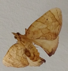 Eulithis molliculata