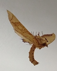 Eulithis molliculata