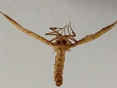 Eulithis molliculata