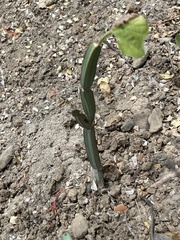 Cissus quadrangularis