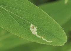 Caloptilia hypericella