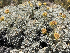 Oligogonum