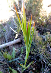 Tritoniopsis flexuosa