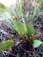 Tritoniopsis flexuosa