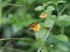 Lantana camara