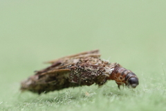 Psychidae