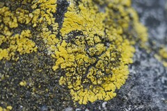 Candelariella medians