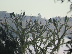 Pionus maximiliani melanoblepharus