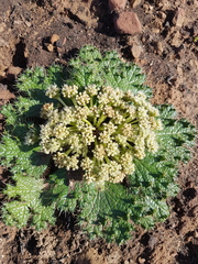 Arctopus monacanthus