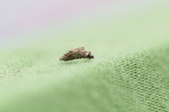Psychidae