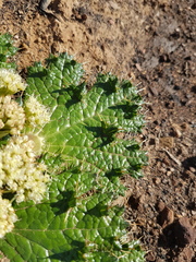 Arctopus monacanthus