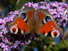 Aglais io