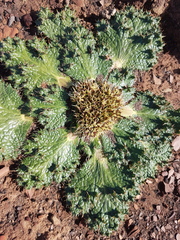 Arctopus monacanthus