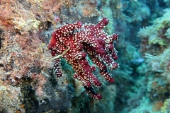 Alcyonium acaule